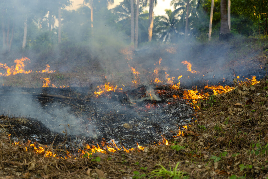 Incêndio florestal com fumaça e chamas em área tropical simboliza aumento de mortes causadas pelo calor