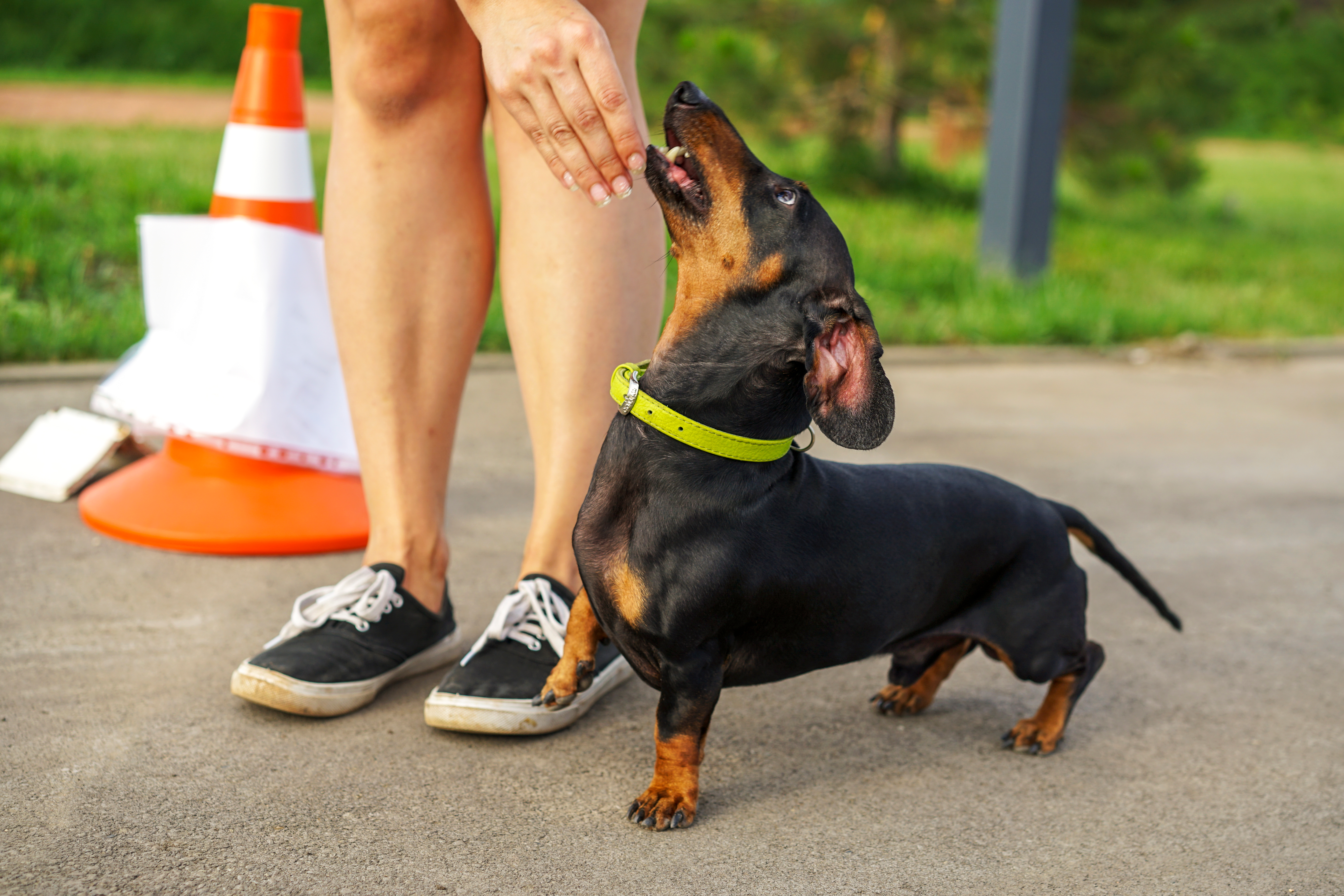 Cachorro da raça dachshund com coleira verde interage com a tutora durante treino ao ar livre.