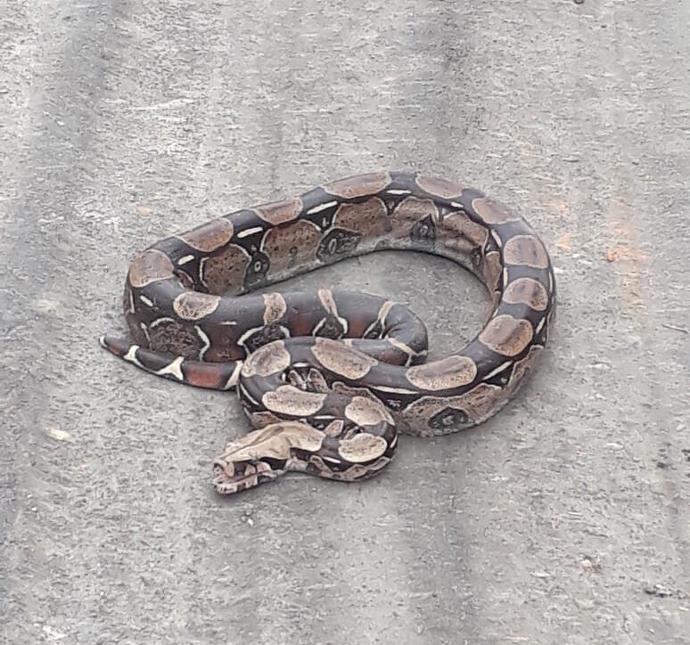 Serpente encontrada em área urbana do Amazonas durante período de chuvas