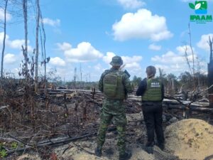 Agentes do Ipaam e da Polícia Ambiental fiscalizam área desmatada durante operação contra crimes ambientais no Amazonas.