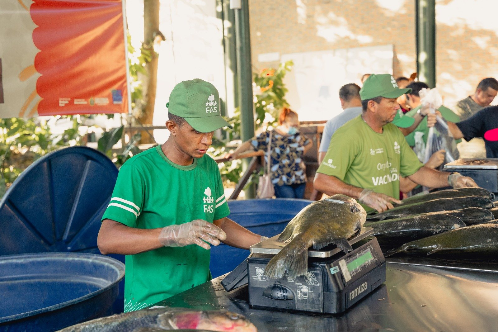 Tambaqui sendo pesado durante feira de pescado em Manaus