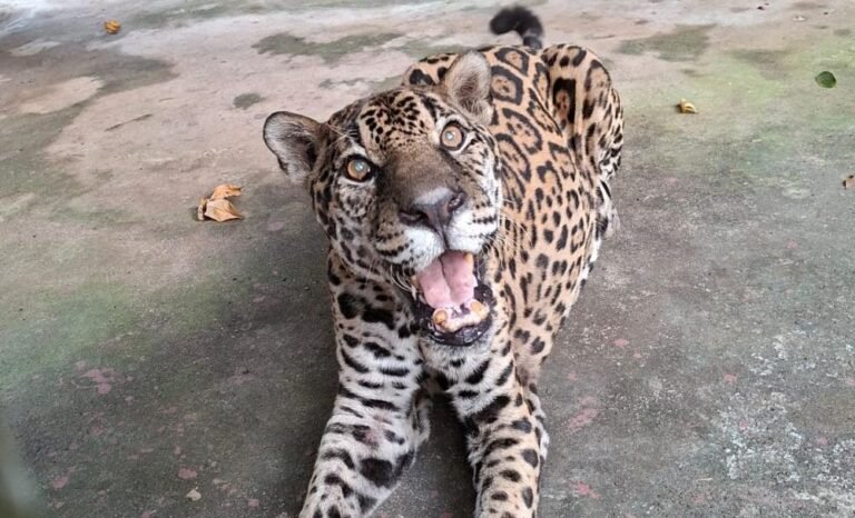 Onça-pintada Guardião, do Zoológico do CIGS, em Manaus, reconhecida pelo Guinness aos 25 anos